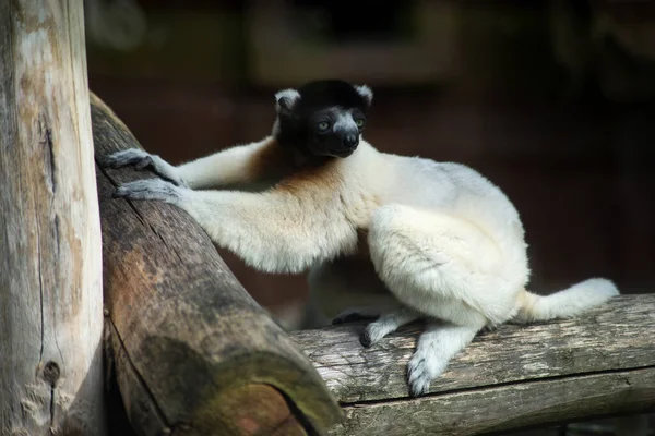 Πορτρέτο Της Άγριας Sifaka Lemur Στέκεται Κλαδί Δέντρου — Φωτογραφία Αρχείου