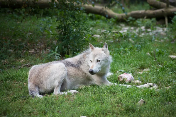 Retrato Lobo Blanco Acostado Parque Zoológico Con Trozo Carne Hierba — Foto de Stock