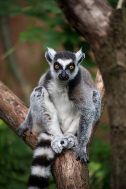 Ağaç dalında duran vahşi maki catta lemur portresi