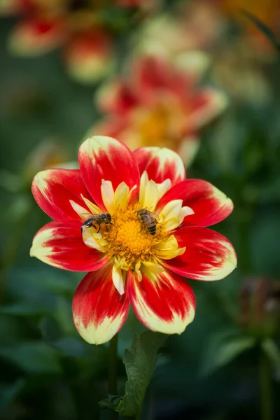 Closeup Bee Colorful Dalhia Flowers Public Garden — Stock Photo, Image