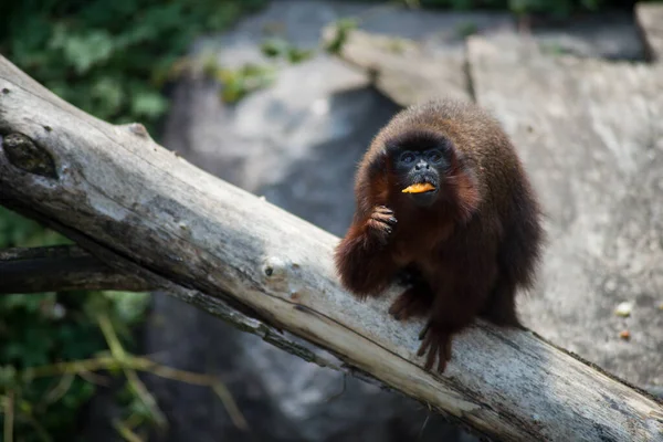 Πορτρέτο Της Μαϊμούς Τρώγοντας Φρούτα Που Στέκονται Στο Κλαδί Δέντρο — Φωτογραφία Αρχείου