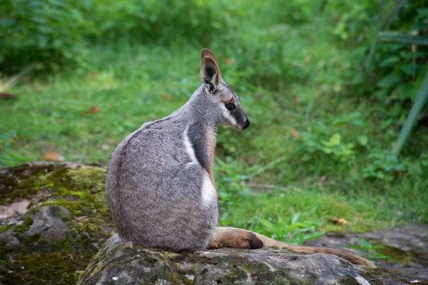 Portrét Wallaby Sedící Skále — Stock fotografie