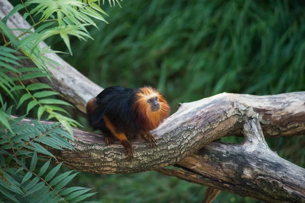 Retrato Tamarin Com Cabeça Dourada Galho Árvore — Fotografia de Stock