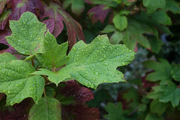 Primer Plano Gotas Lluvia Levas Verdes Jardín Público — Foto de Stock