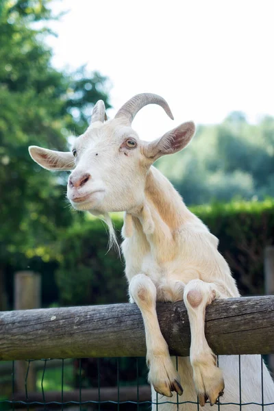 Portret Zabawnej Kozy Patrzącej Farmę — Zdjęcie stockowe