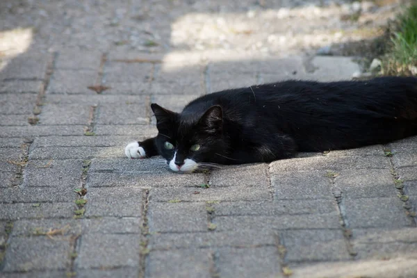 Sokakta Yerde Yatan Siyah Kedinin Portresi — Stok fotoğraf