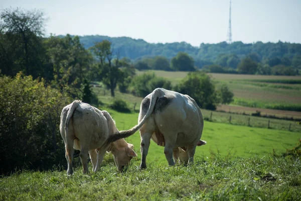 Vista Vacas Blancas Pastando Prado Sobre Fondo Azul Del Cielo — Foto de Stock