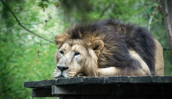 Portrait Male Lion Lying Zoologic Park — Stock Photo, Image