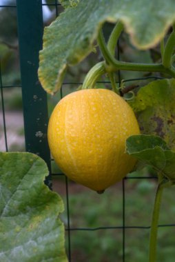 Sebze bahçesindeki sarı kabak.