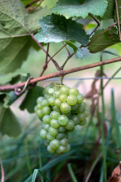 Detailní Záběr Bílých Hroznů Vinici — Stock fotografie