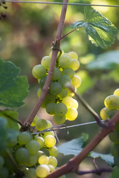 Nahaufnahme Weißer Trauben Einem Weinberg Bei Sonnigem Tag — Stockfoto