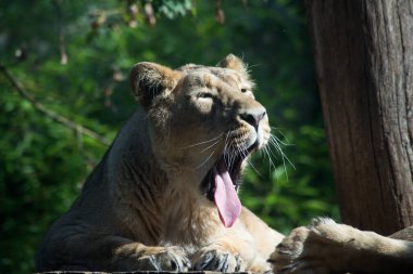 Hayvanat bahçesinde yatan vahşi dişi aslan portresi.