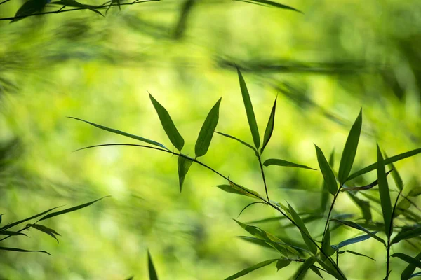 Gros Plan Feuilles Bambou Sur Fond Flou — Photo