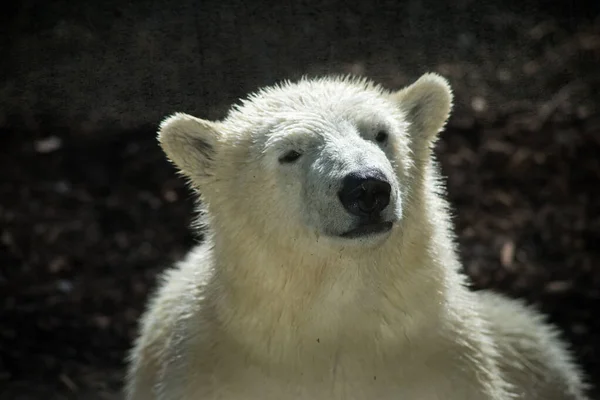 Retrato Del Oso Polar Bebé Parque Zoológico — Foto de Stock