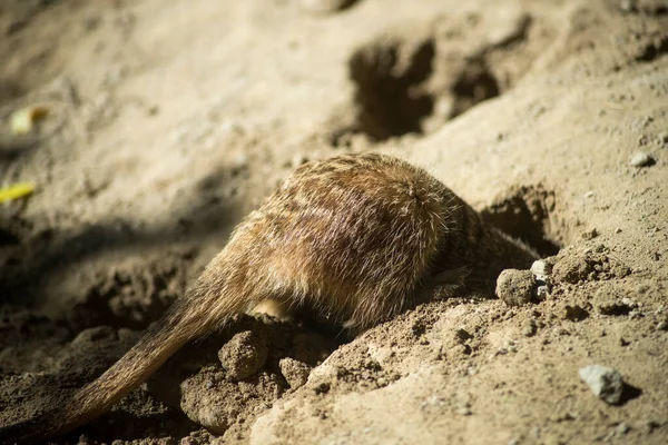 Πορτρέτο Του Μωρού Meerkat Στέκεται Στη Στο Ζωολογικό Πάρκο — Φωτογραφία Αρχείου