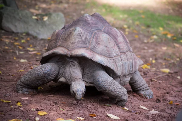 Retrato Tortuga Terrestre Caminando Parque Zoológico —  Fotos de Stock