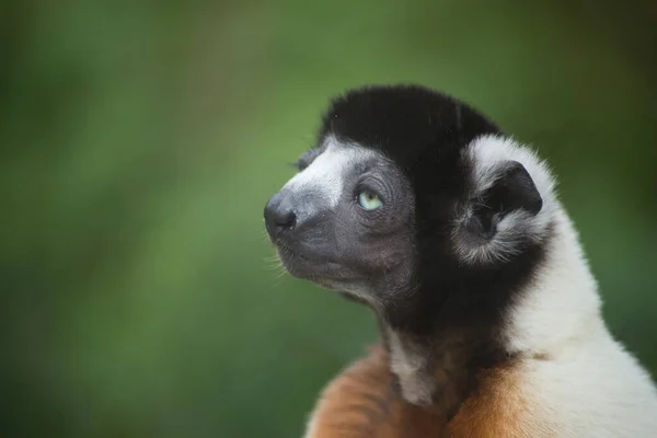 Retrato Lémur Sifaka Salvaje Sentado Detrás Una Ventana Sobre Fondo — Foto de Stock