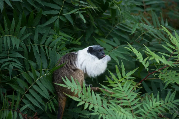 Retrato Tamarín Bicolor Pie Sobre Rama Del Árbol —  Fotos de Stock