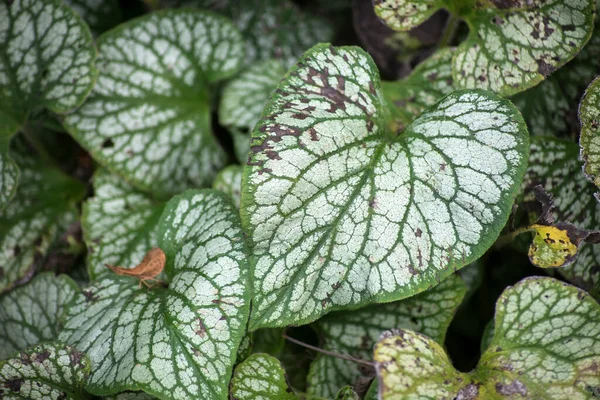 Primer Plano Las Hojas Corazón Plata Jardín Público Planta Brunnera — Foto de Stock