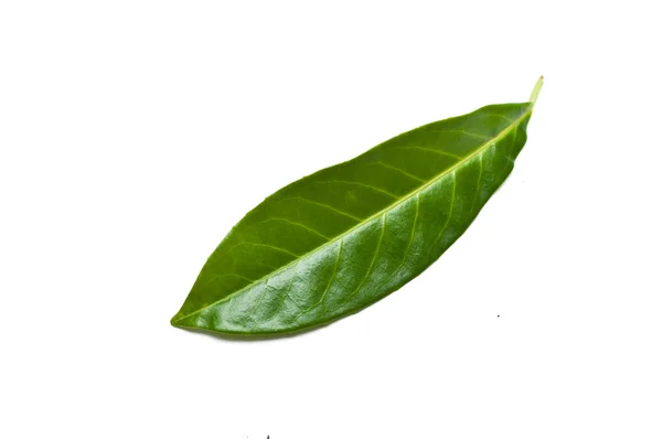 Isolated leaf of   prunus laurocerasus rotundifolia — Stock Photo, Image