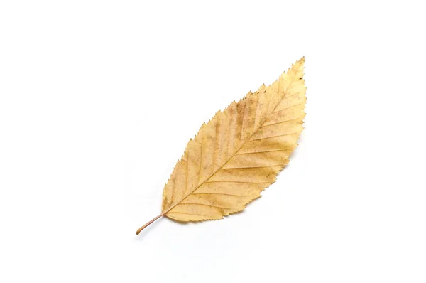 Folha isolada de carpinus betulus — Fotografia de Stock