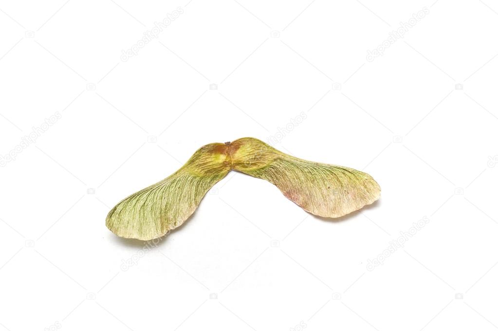 Isolated  seed of maple