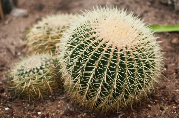 Cactus closeup nel giardino tropicale Obraz Stockowy