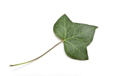 Ivy izole yaprak