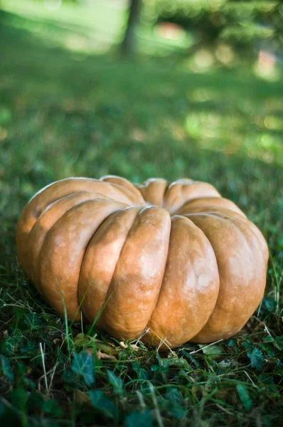 Pumpkin — Stock Photo, Image