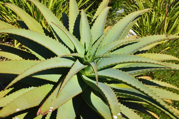 Agave plant close-up in buiten — Stockfoto
