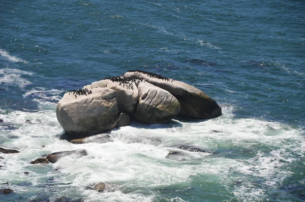 Vahşi plaj ve Betty'nin bay - Hermanus - Güney Afrika kayalarda kuşlar — Stok fotoğraf