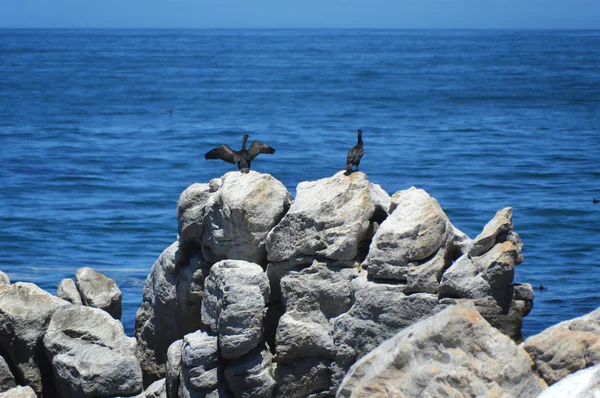 Aves en la playa salvaje y rocas en la bahía de Betty - Hermanus - Sudáfrica — Foto de Stock
