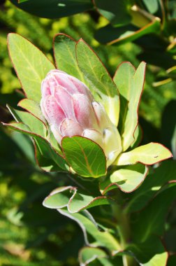 Güney Afrika'da Protea portre