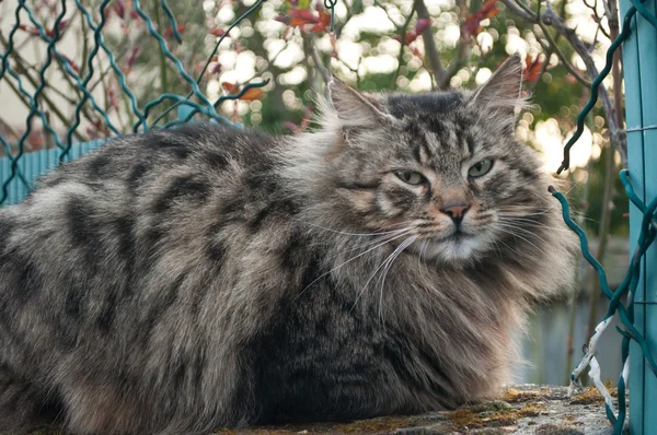 Gri kedi açık uzun tüyleri ile — Stok fotoğraf