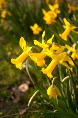 Nergis closeup bahçede