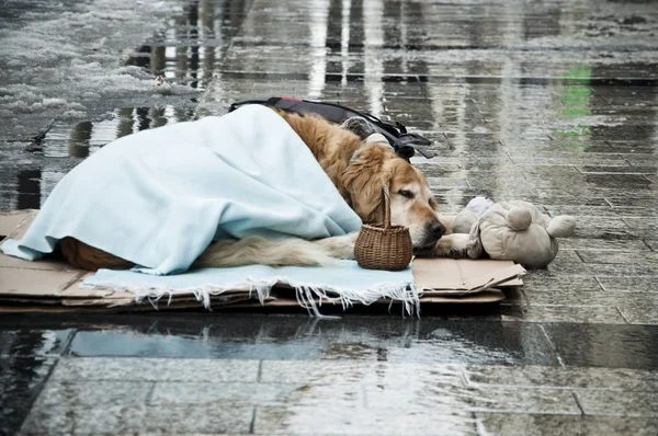 Hund in der Straße von Paris — Stockfoto