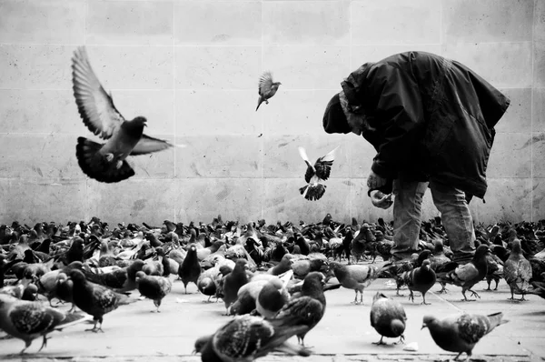 Arme man in Parijs voeden van de duiven Rechtenvrije Stockfoto's