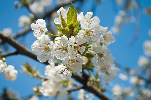 White cherry blossoms on blue sky background — Stock Photo, Image