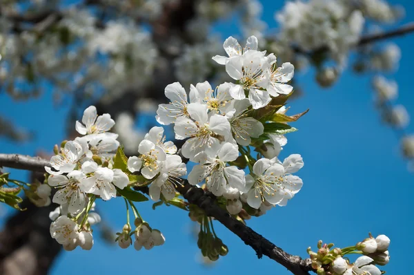 White cherry blossoms on blue sky background — Stock Photo, Image