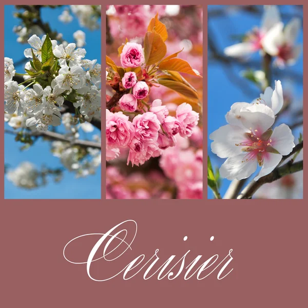 Cherry blossoms collage (text in french) — Stock Photo, Image