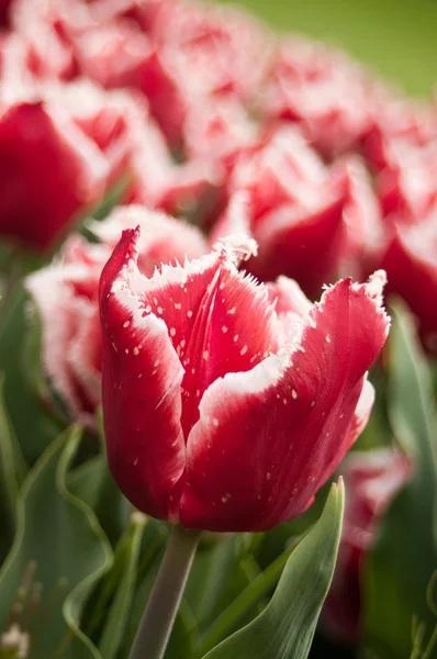 Grupo de tulipas vermelhas em um campo de tulipas — Fotografia de Stock