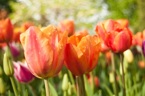 Group  of orange Tulips in a tulips field — Stock Photo, Image