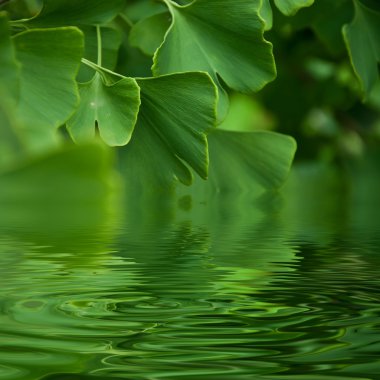 Ginkgo yansıma yaprakları