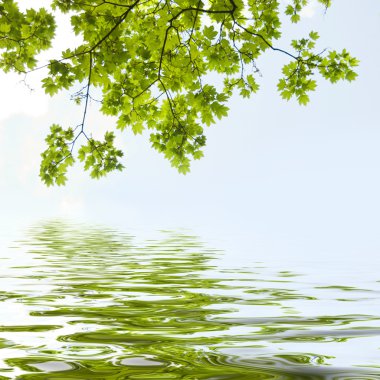 Yansıma akçaağaç yaprakları