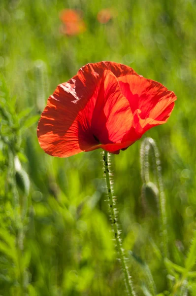 Primo piano di papavero a Wildfield — Foto Stock