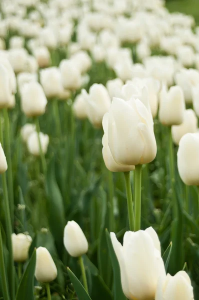 Skupina bílých tulipánů v poli tulipány — Stock fotografie