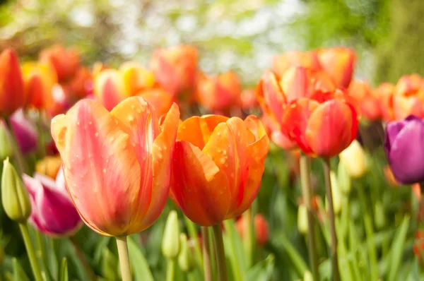 Group of orange Tulips in a tulips field — Stock Photo, Image