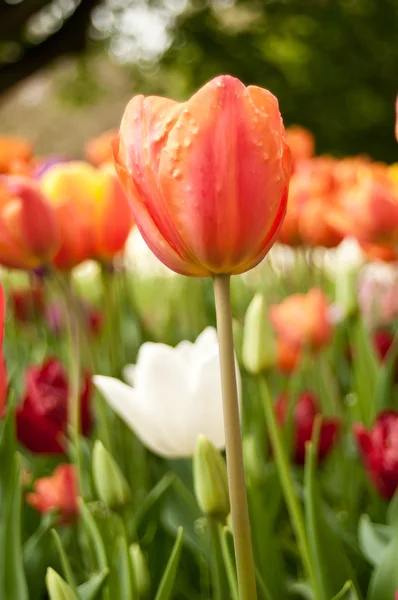 Group of orange Tulips in a tulips field — Stock Photo, Image