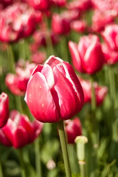 Group  of pink Tulips in a tulips field — Stock Photo, Image