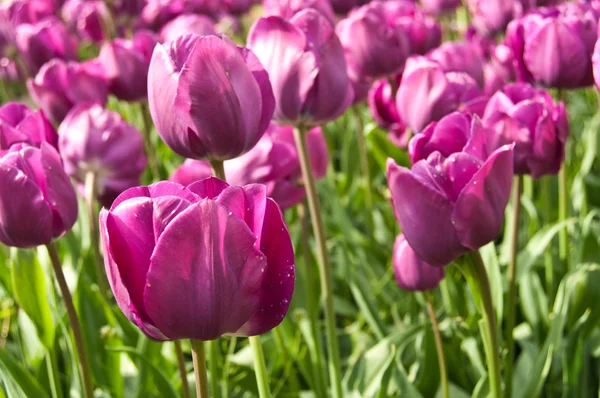 Group of purple Tulips in a tulips field — Stock Photo, Image